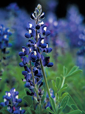 Bluebonnet