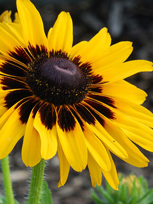 Brown Eyed Susan