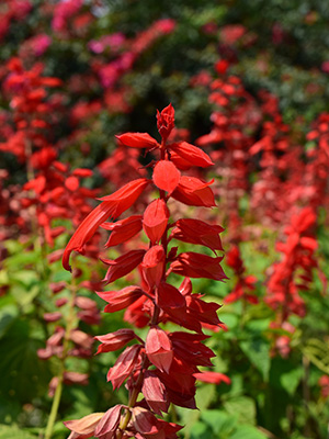 Cedar Sage