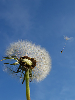 Dandelions