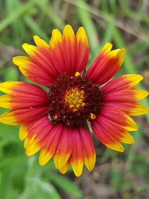 Firewheel