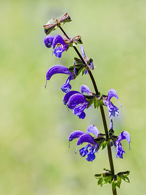 Meadow Sage
