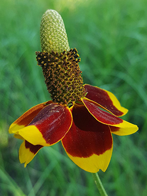 Mexican Hat