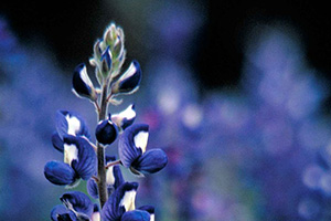 Bluebonnet