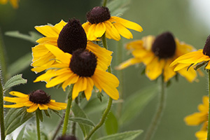 Brown Eyed Susan
