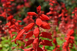 Cedar Sage