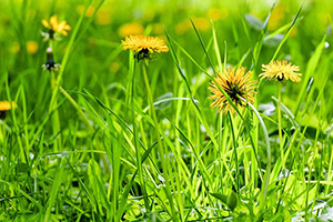 Dandelion