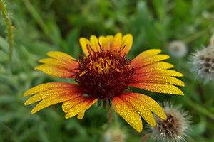 Firewheel