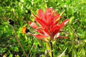 Indian Paint Brush