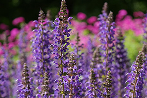 Meadow Sage
