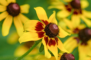 Mexican Hat